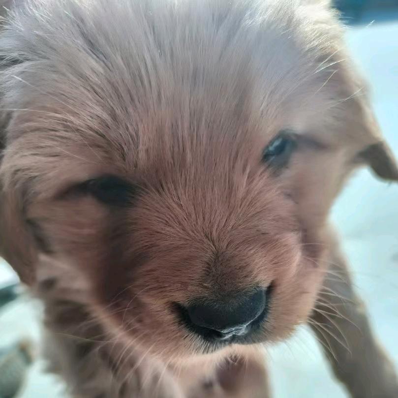 林妹妹不是妹妹