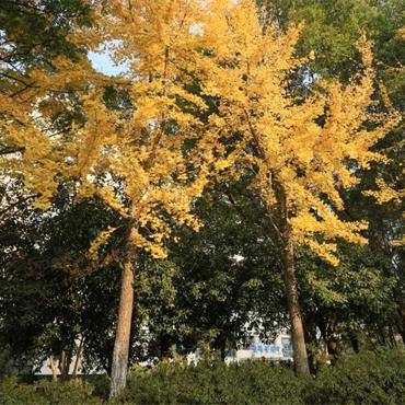 芹（拒绝私聊）