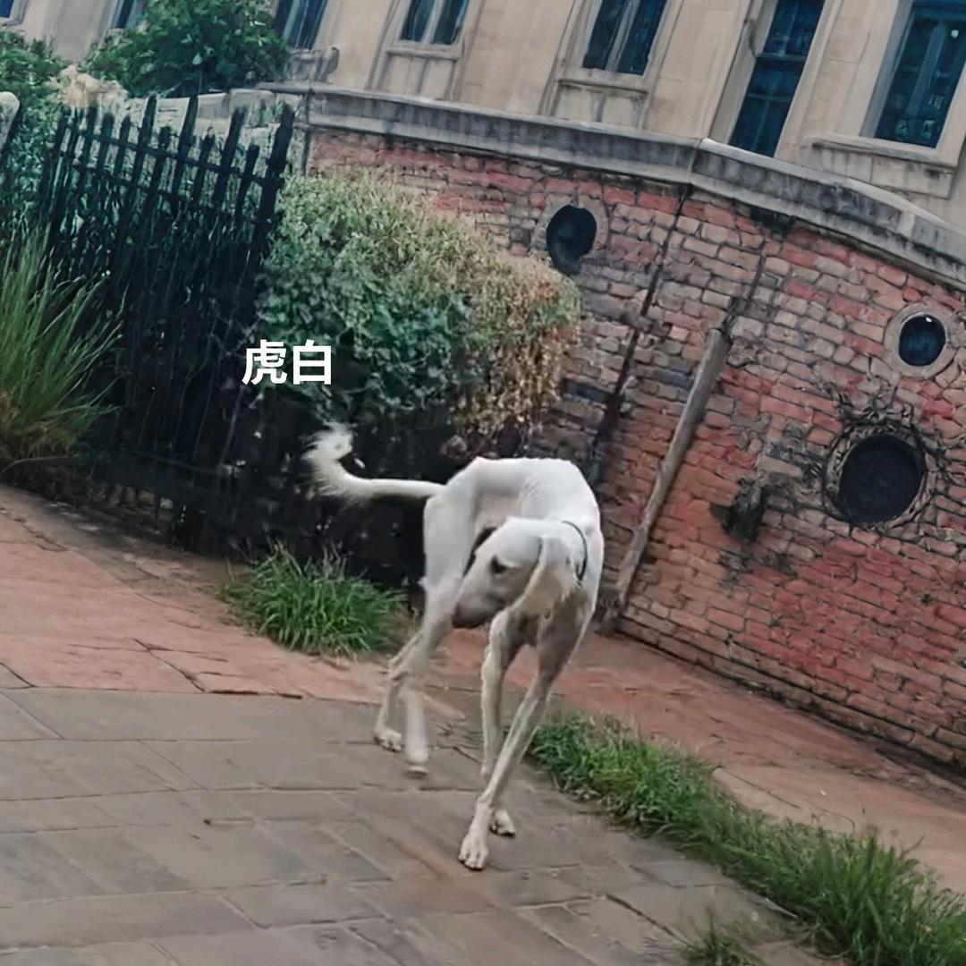 李先生