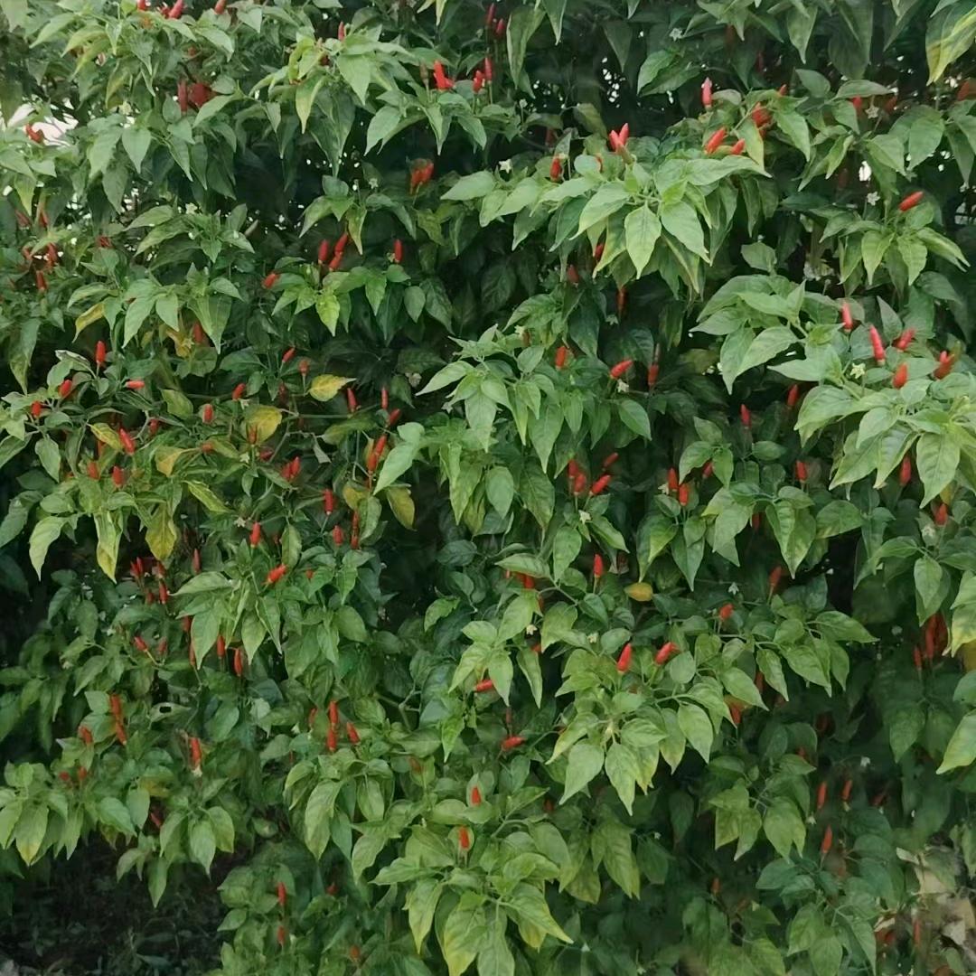 重点扶贫对象—卢某某