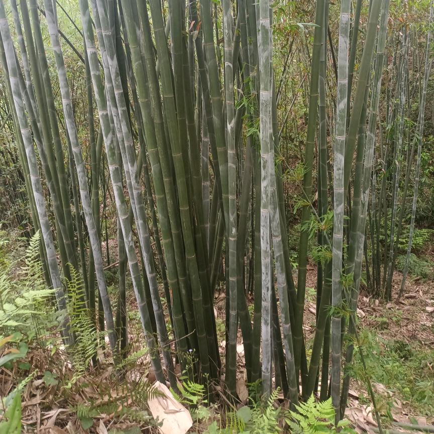 简万来