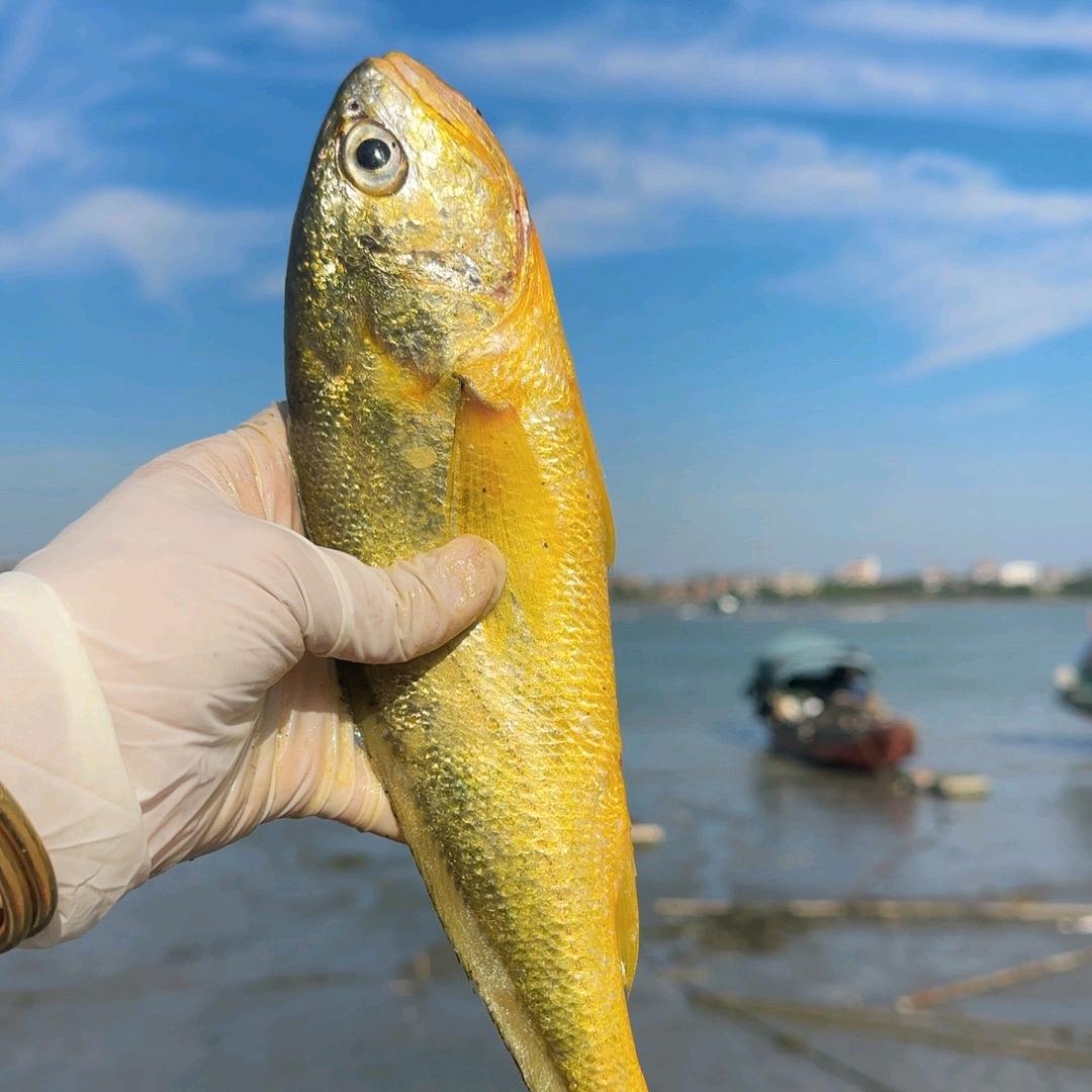 木木哒～～海鲜小努力