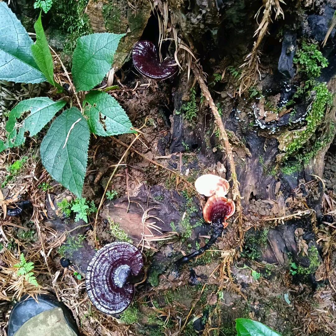 仫佬良草
