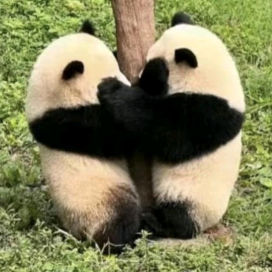 橙子～熊熊乐