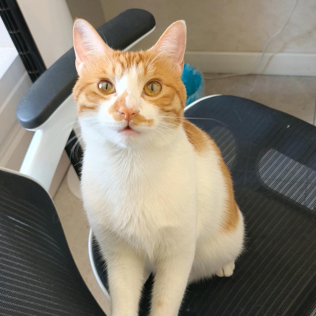 小花