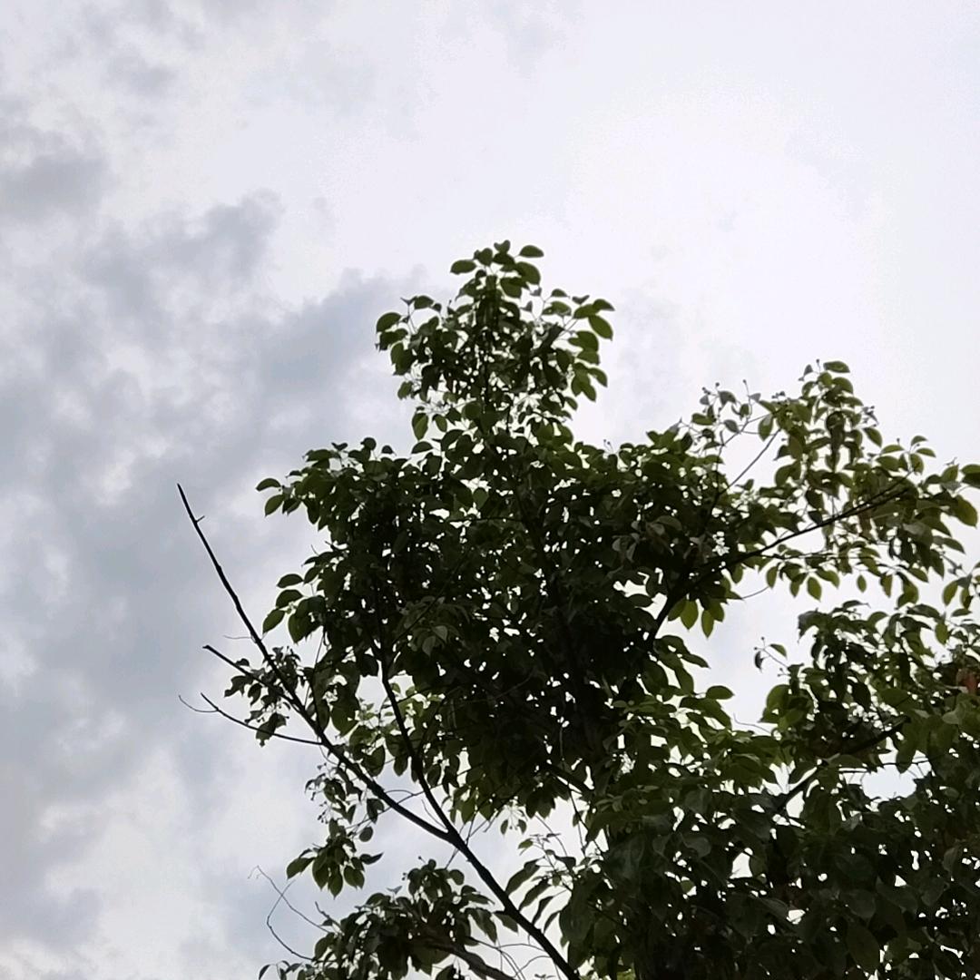 小玲（互）