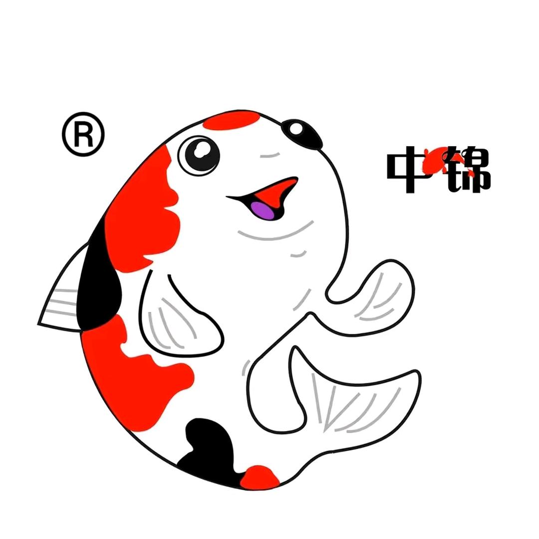 中锦锦鲤