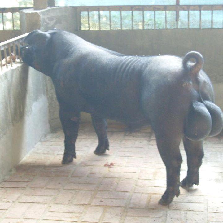 贵州毕节种猪养殖厂