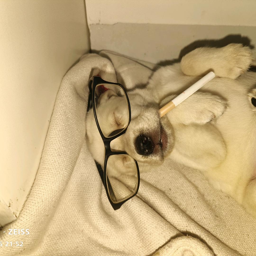 傻狗钱墩墩🐶