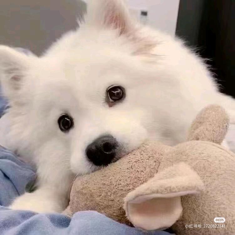 狗酱耀耀