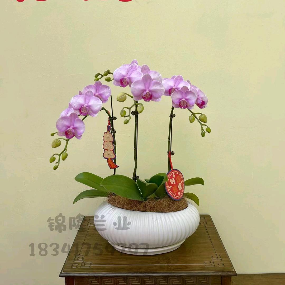 锦隆蝴蝶兰基地