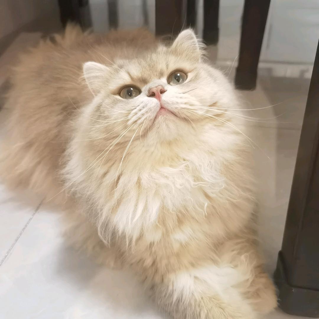 leya