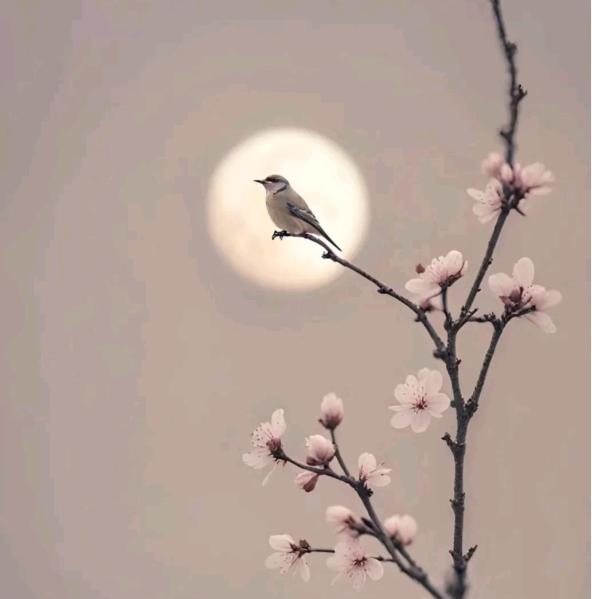 彩虹与书