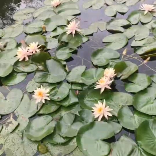 🐠鱼二姐攒豆豆