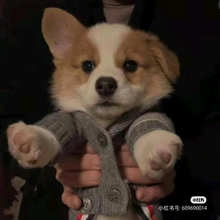 清栀