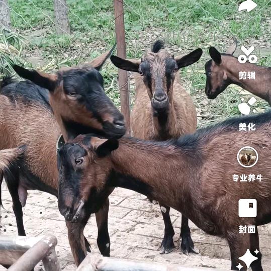 养牛大姐（专业养殖）