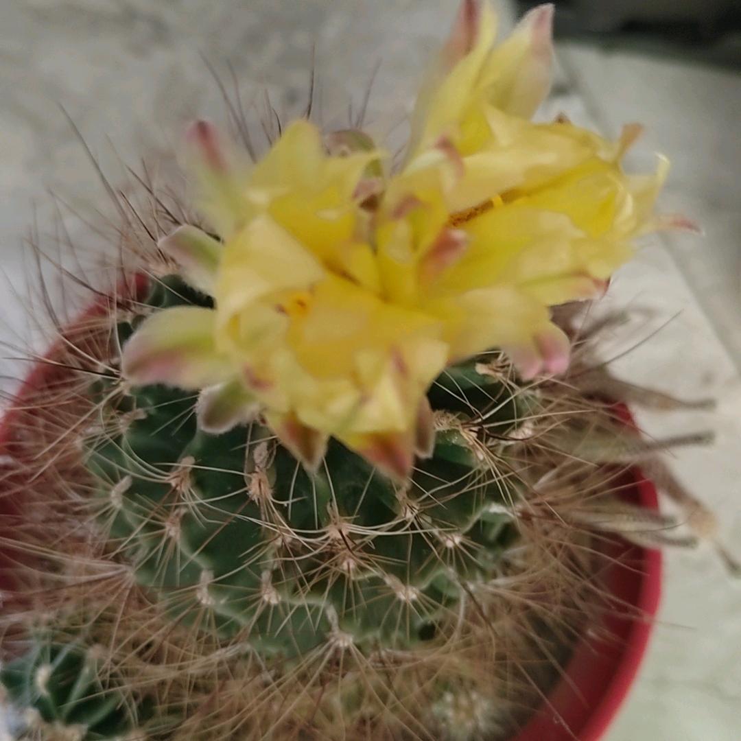 敏敏