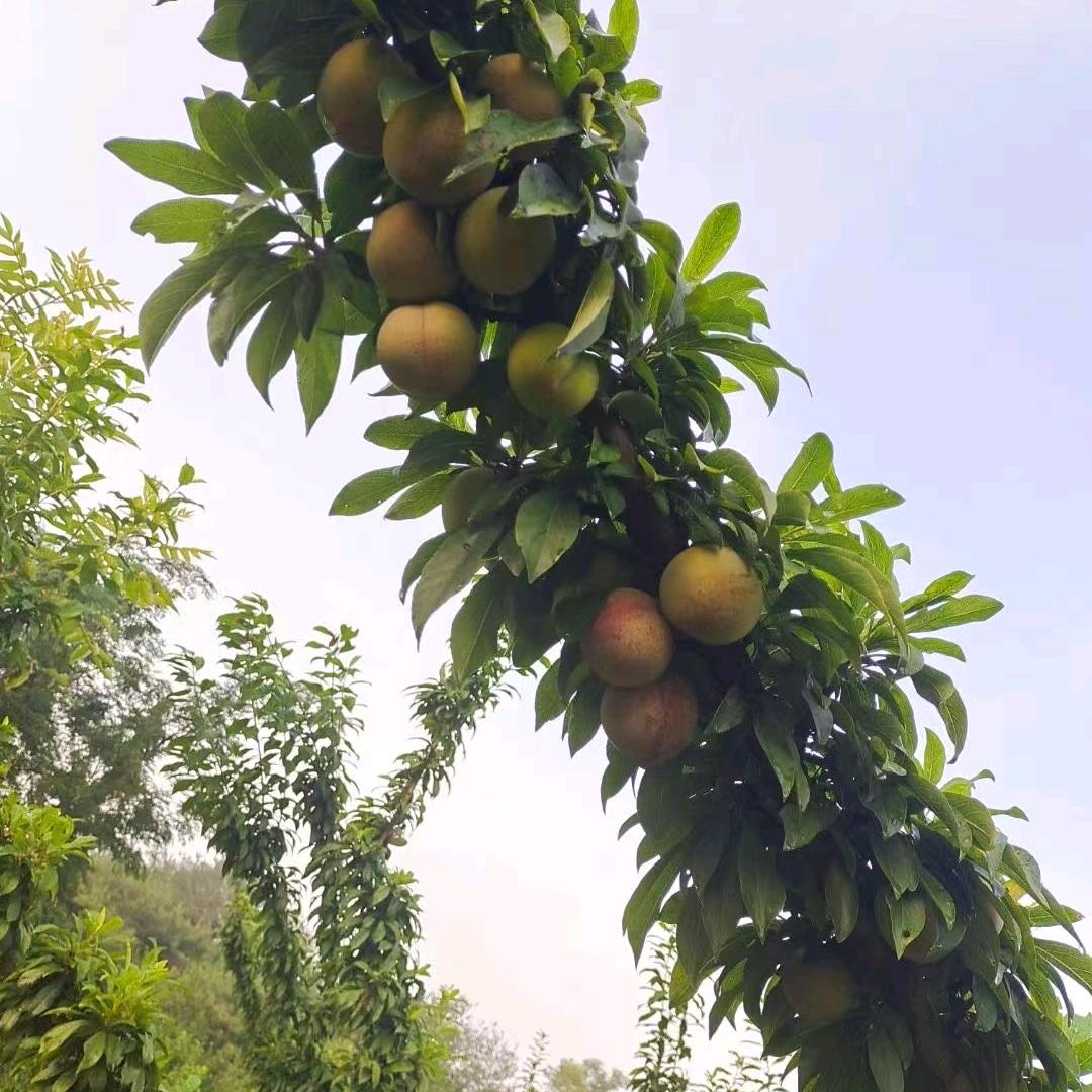 金峥