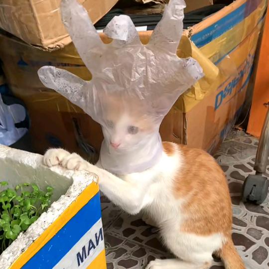 桀骜不驯的流浪猫