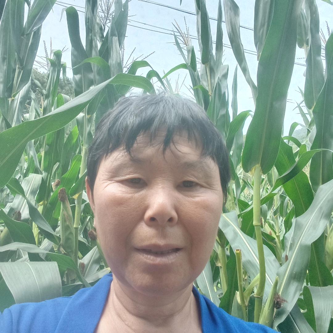 陕西王姐