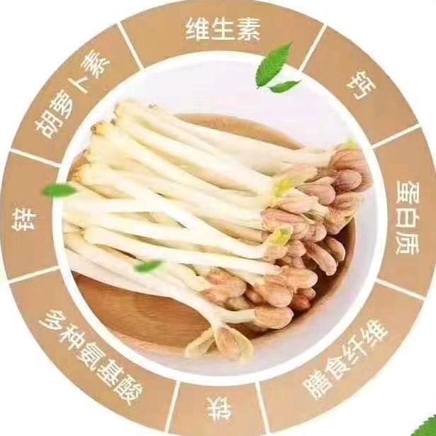 绍兴上虞花生芽种植销售源头厂家店