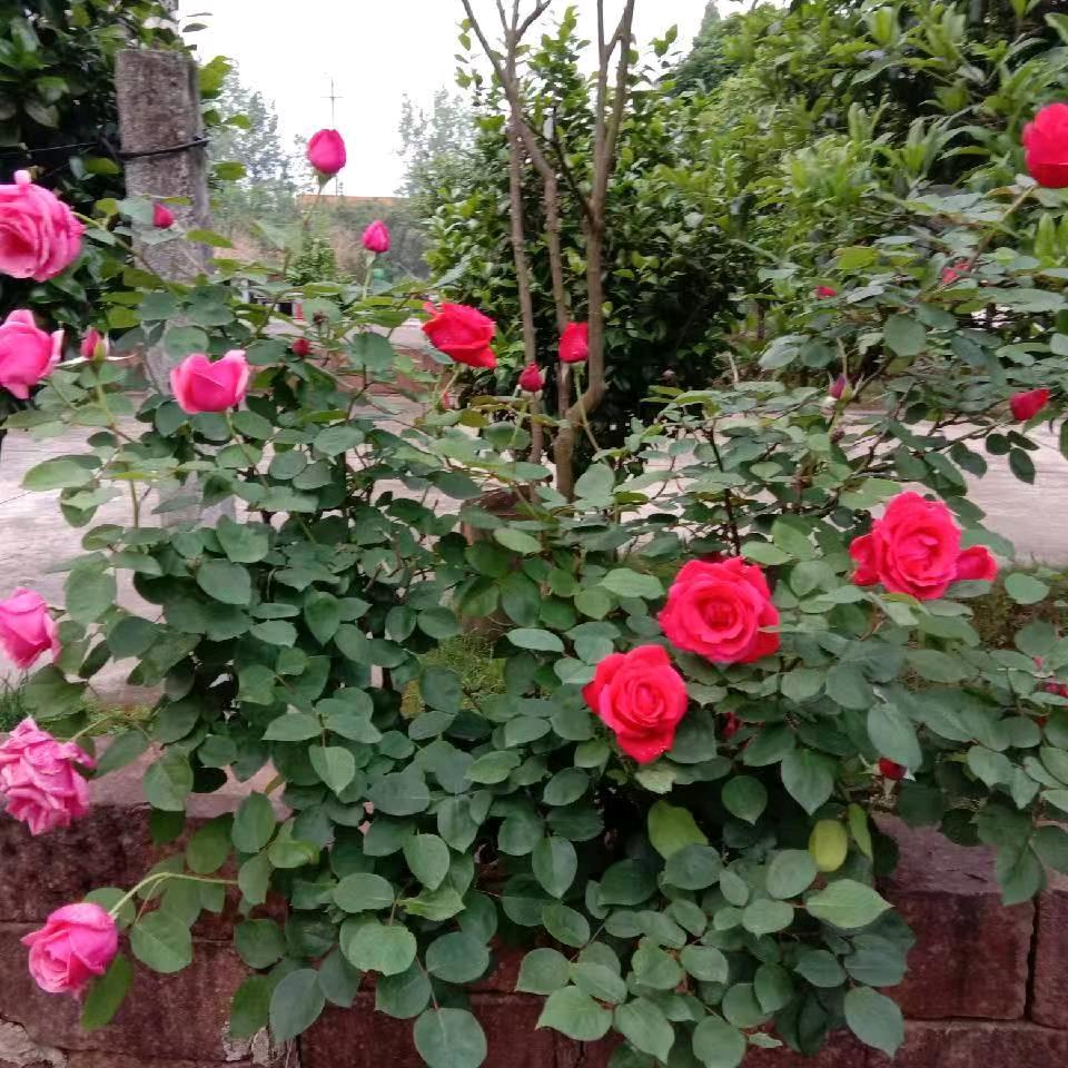 人生靠自己洪哥