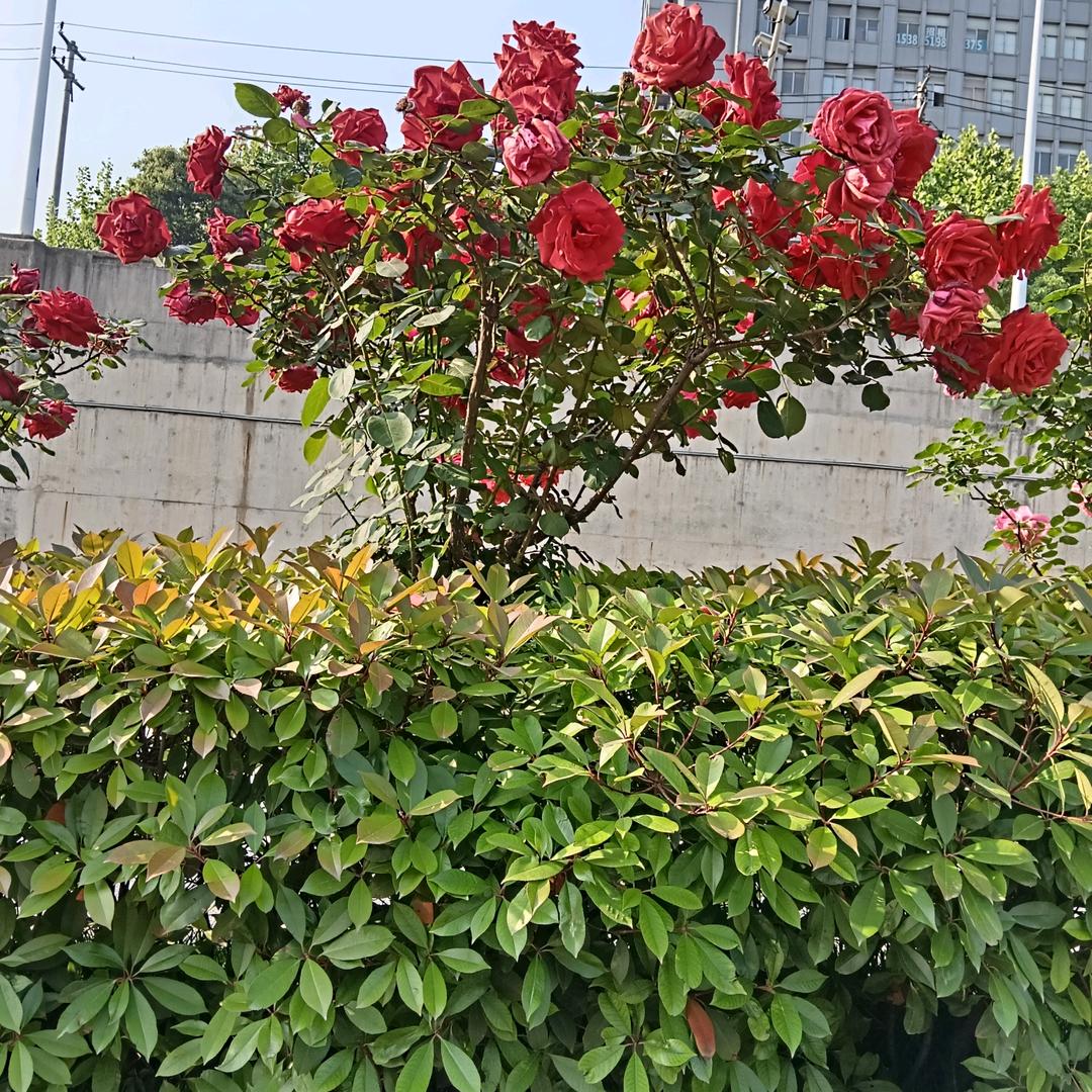 用户520513462