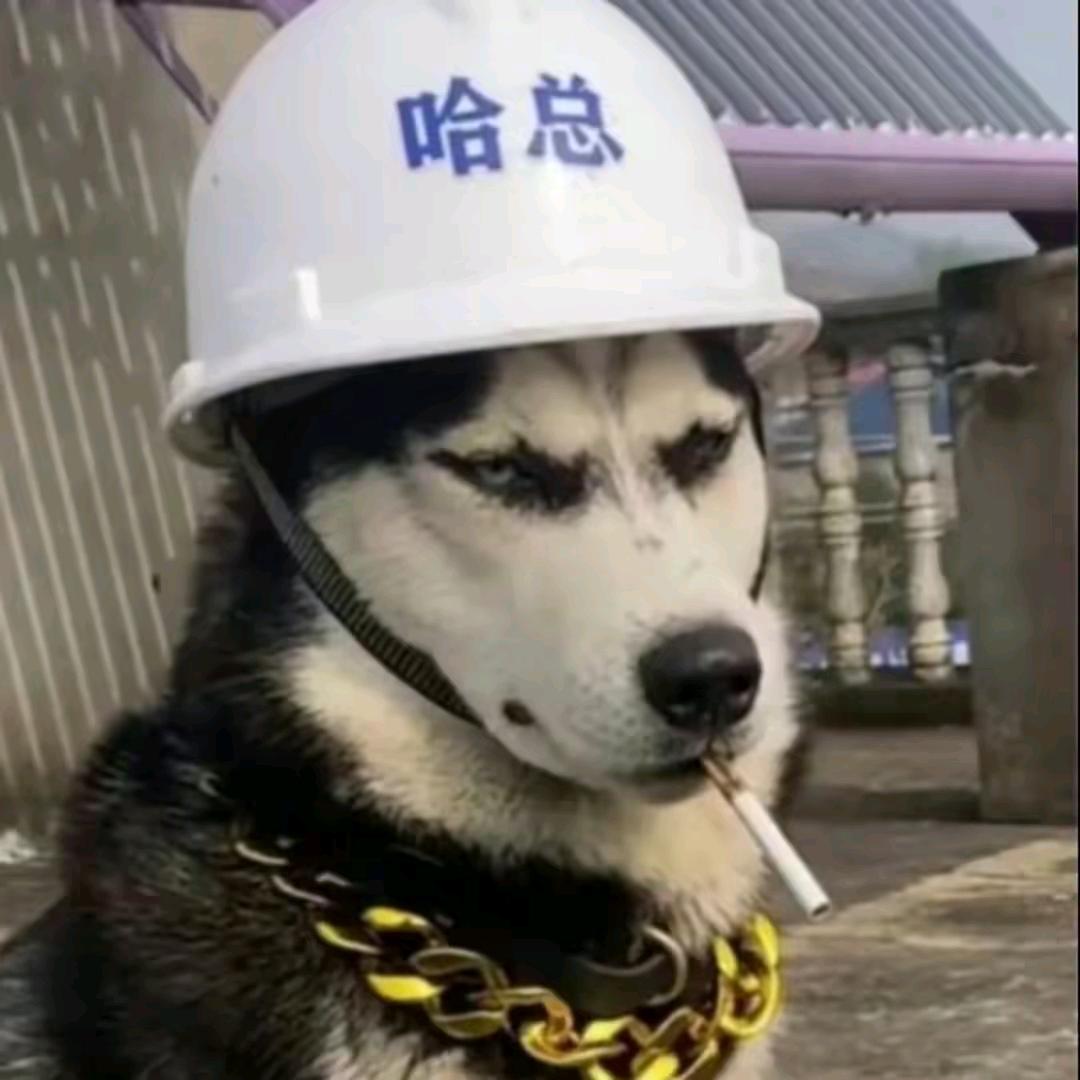 社会小马总