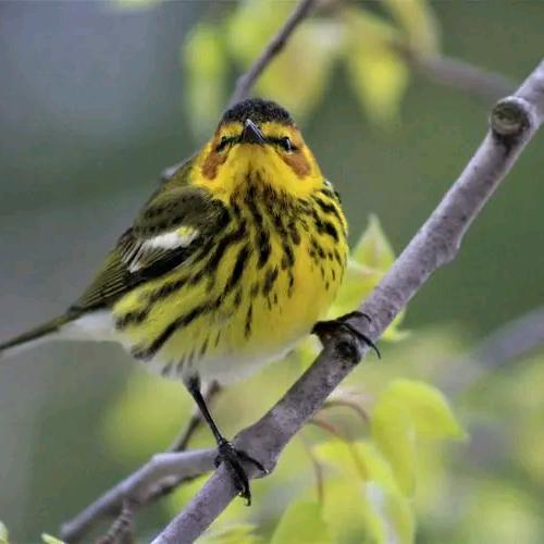 原野花鸟鱼商店