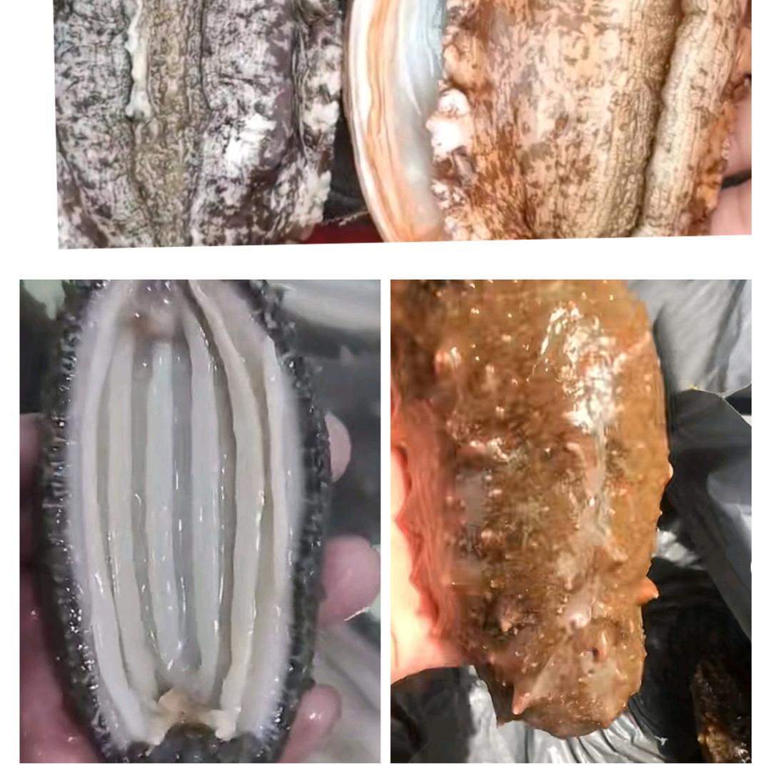 纯野生海参鲍鱼
