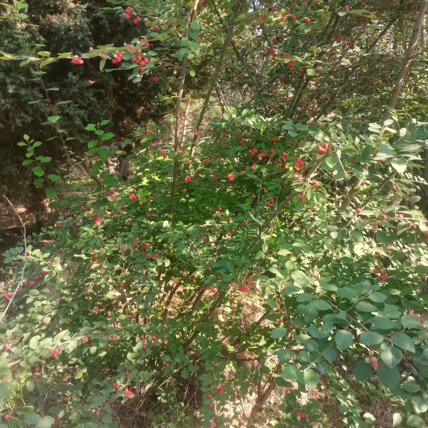 🥀花开花落🥀