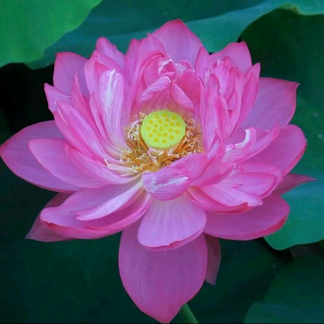 春风十里
