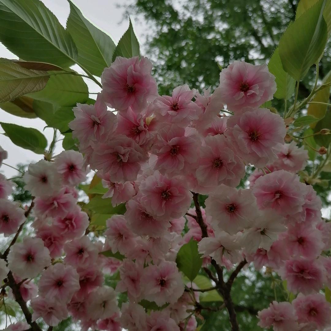 小小西梦露