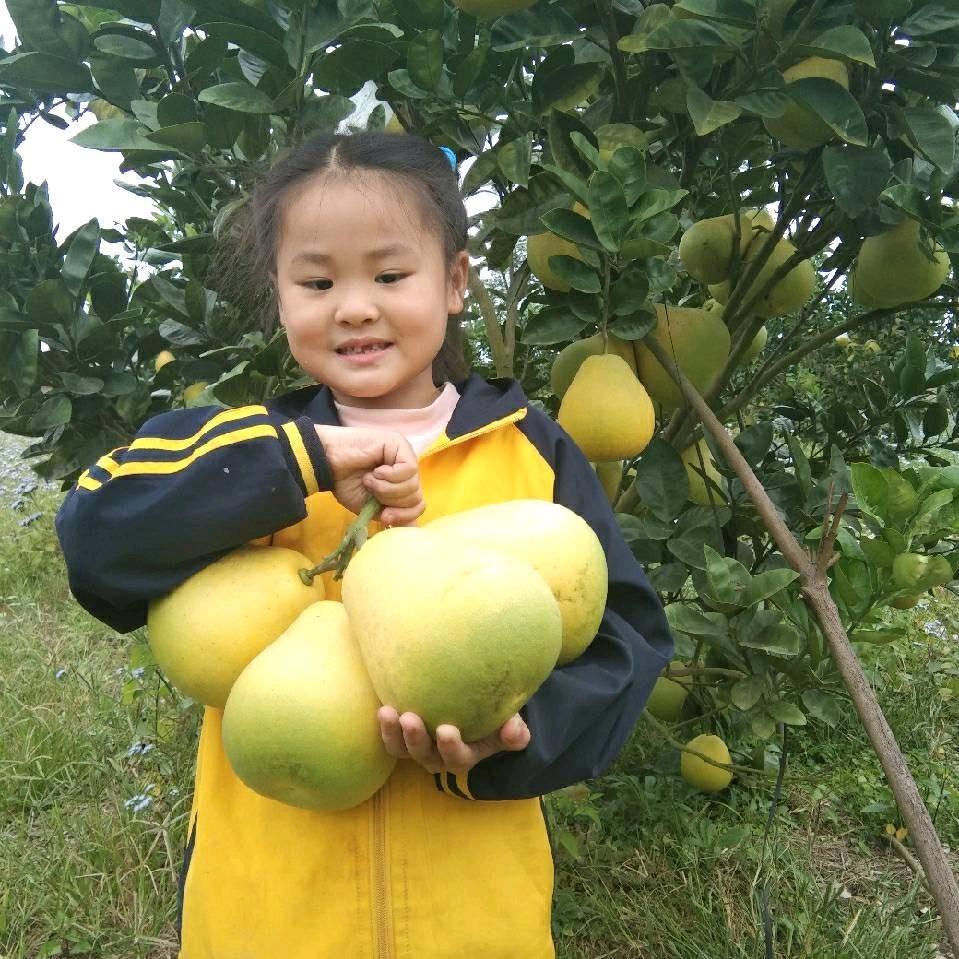 安福金兰柚老周店