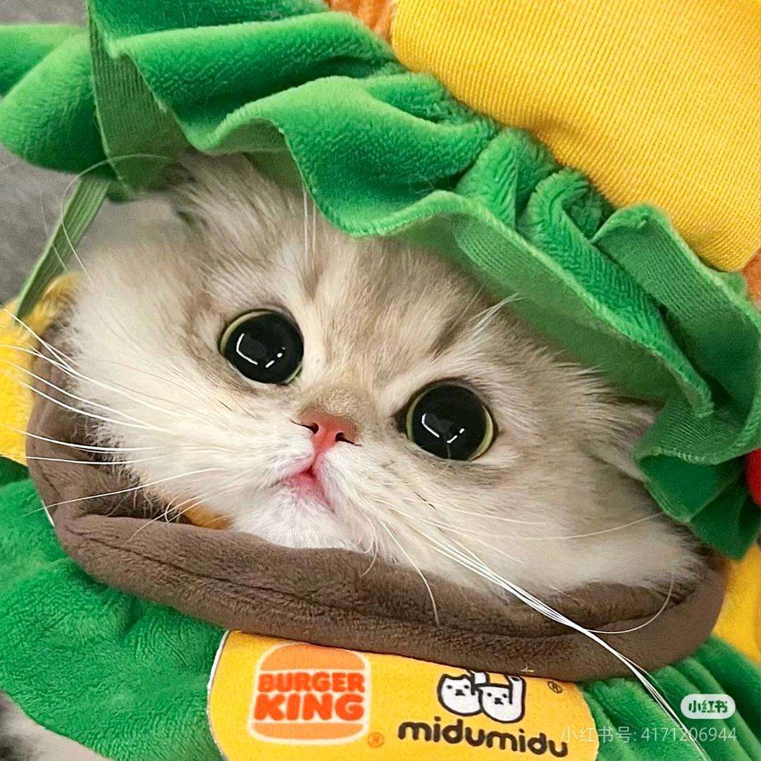 小棉花🎀📚🏫🎡🍧🍔🍓🥕