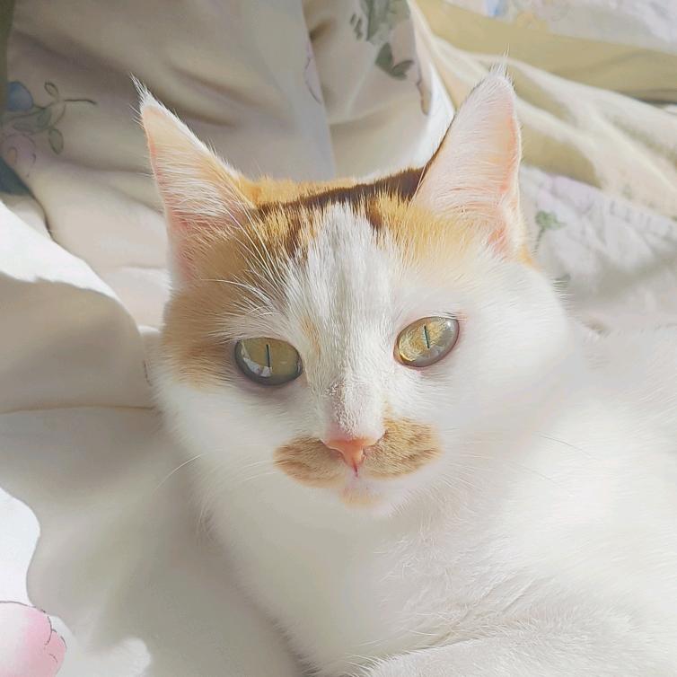 lacky是招财猫