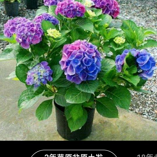 草民一个