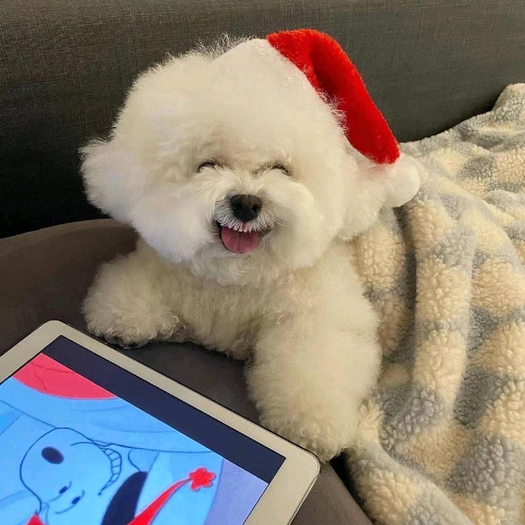 小宠物大情怀
