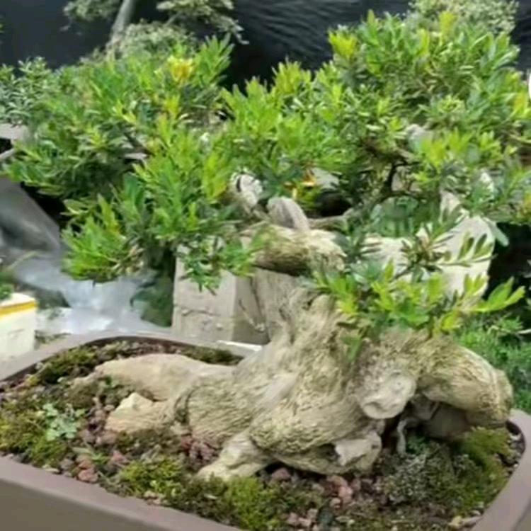 奇院园艺龙鳞黄杨