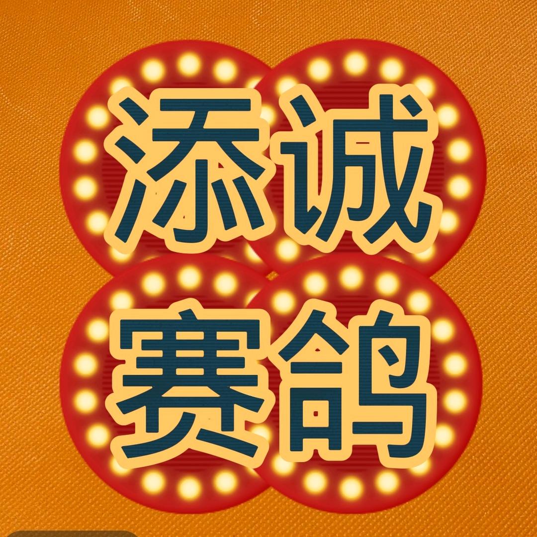 添诚  赛鸽