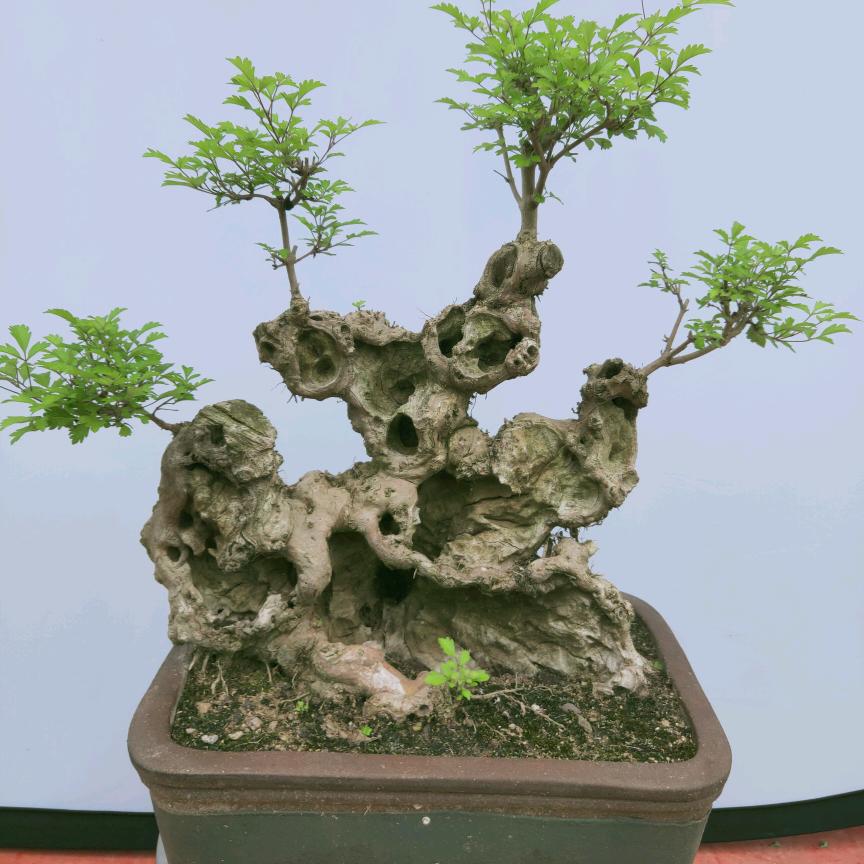黄荆园艺