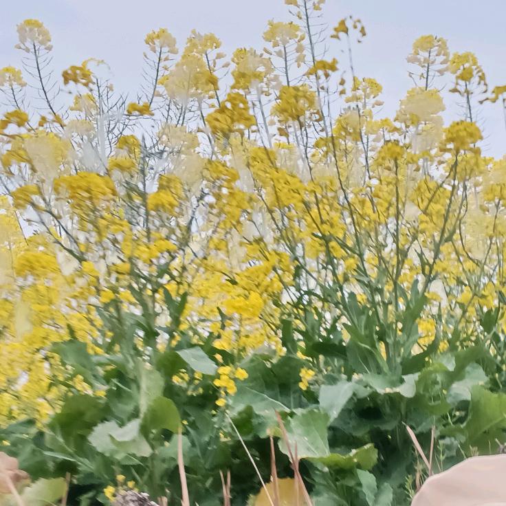 🌹🌹小🌹李🌹🌹