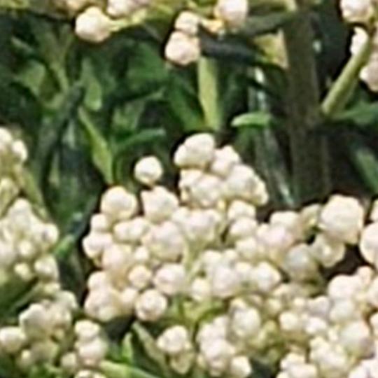 HCWB_爆米花