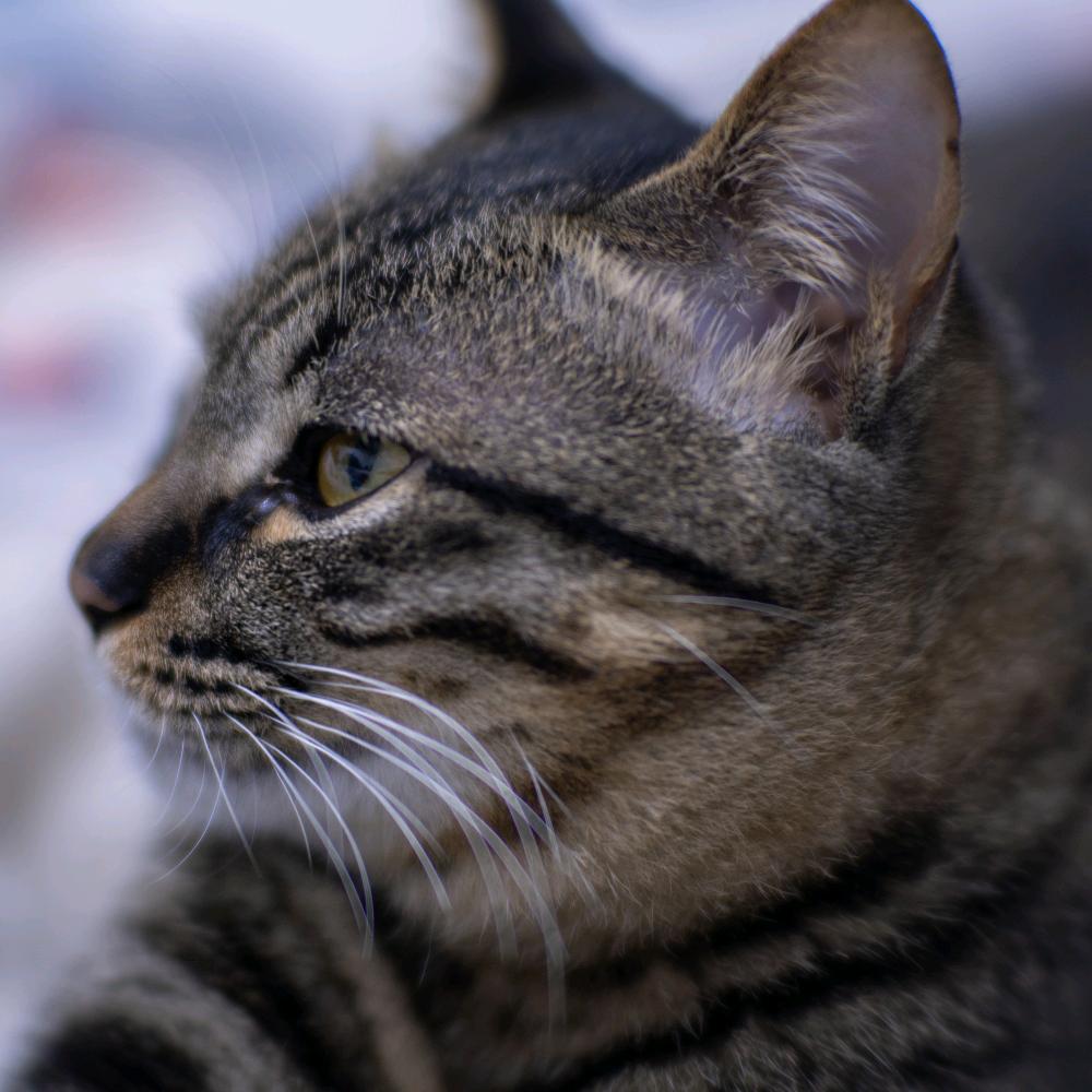 堂主大人（三角洲行动）