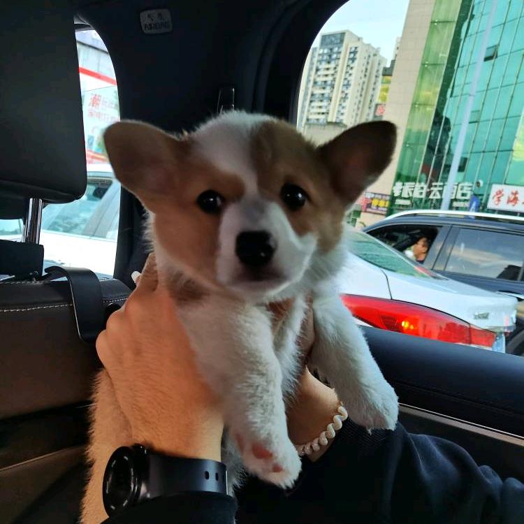 汤圆