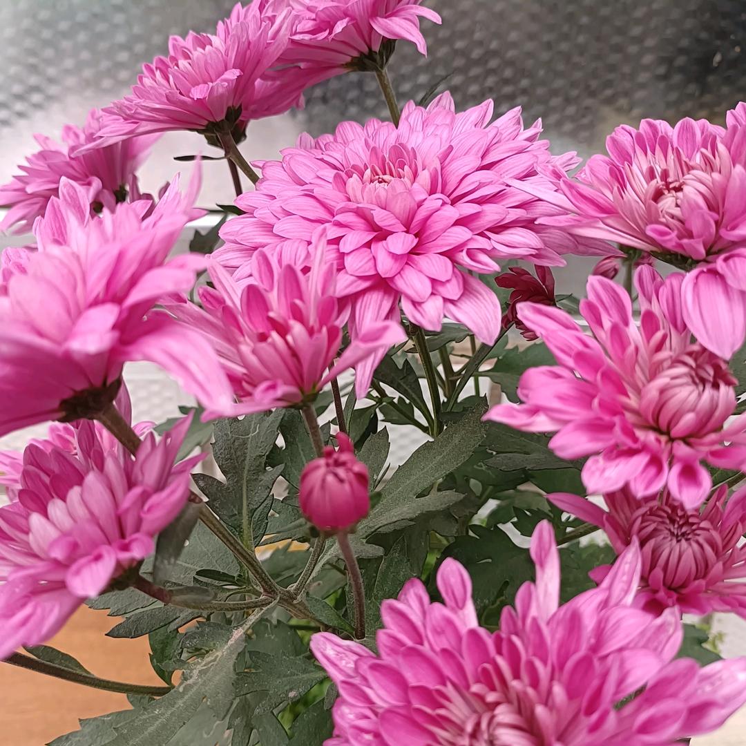 八月桂花香，鸟语花香