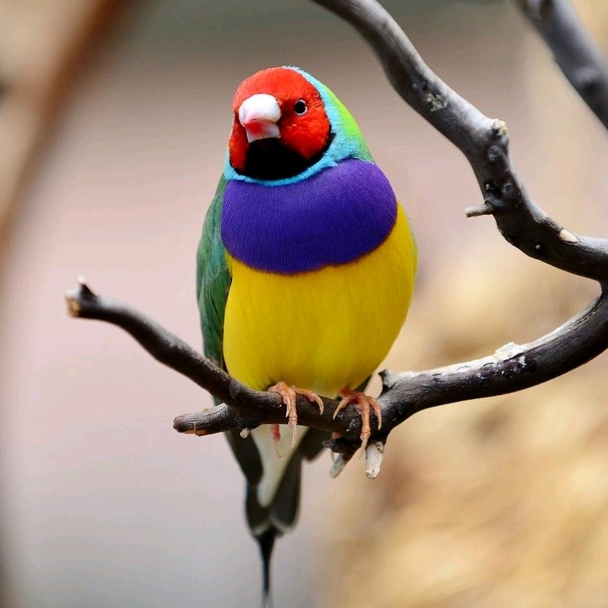 湛江七彩—老马鸟舍