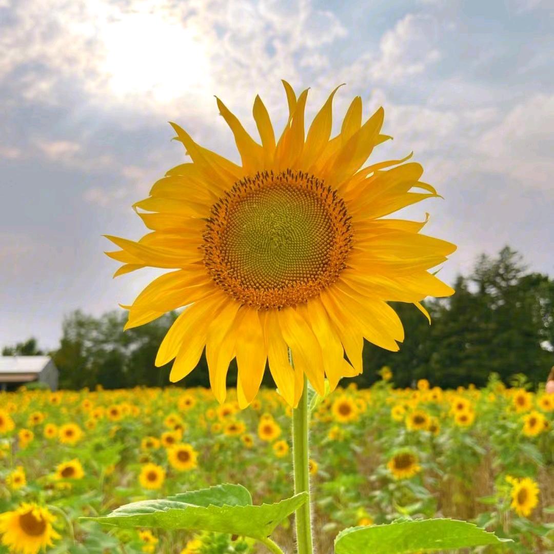 知足常乐🌻🌻