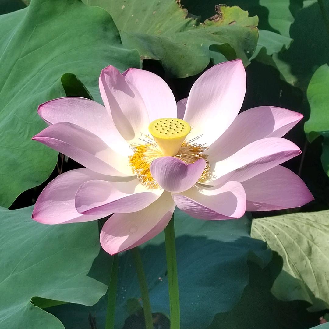 梧兮