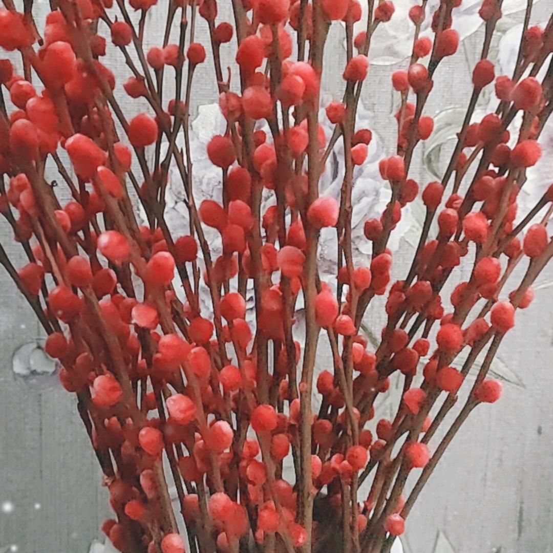 长寿花